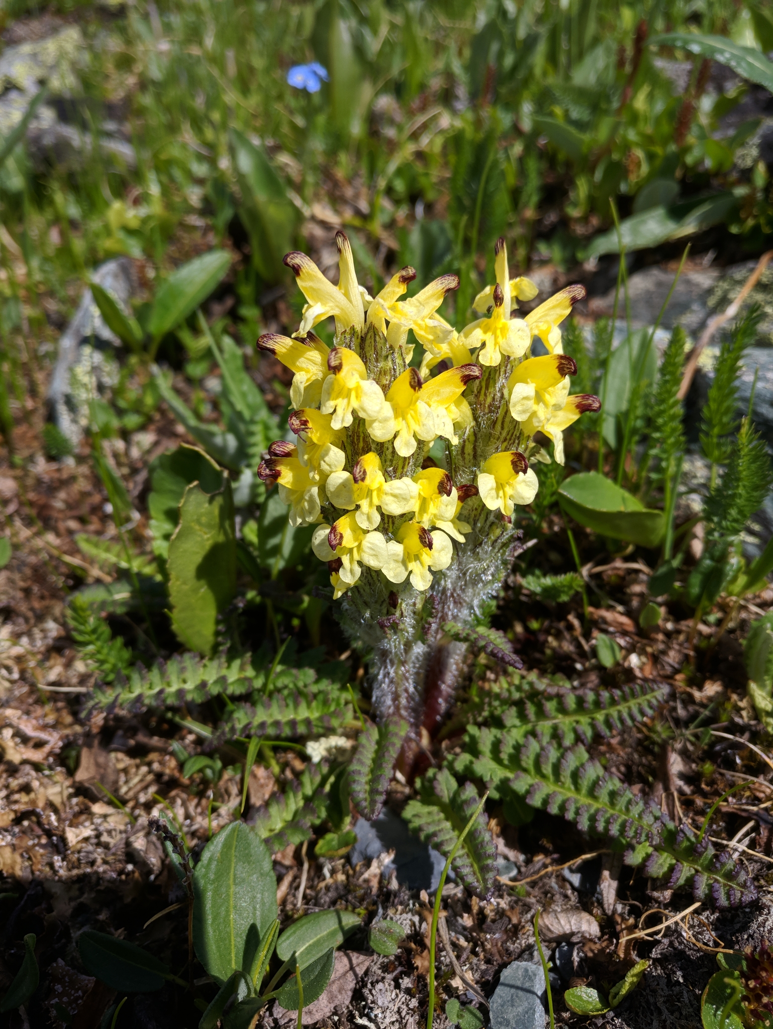 Pedicularis oederi