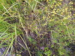 Carex flava