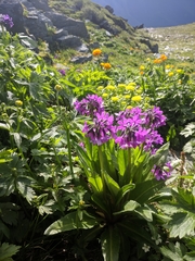 Primula nivalis