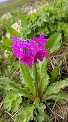Primula nivalis