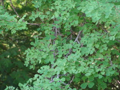 Haematoxylum brasiletto