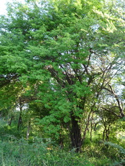 Haematoxylum brasiletto