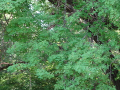 Haematoxylum brasiletto