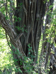 Haematoxylum brasiletto