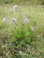 Pulsatilla ambigua