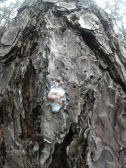 Dendroctonus frontalis