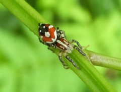 Nycerella delecta