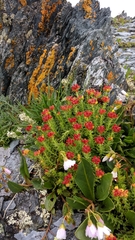 Rhodiola coccinea