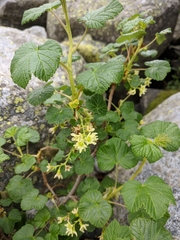 Ribes graveolens
