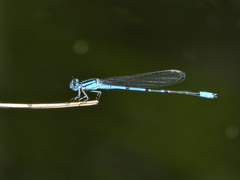 Enallagma semicirculare