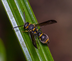 Apodynerus formosensis