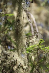 Usnea barbata