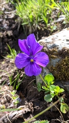 Viola altaica