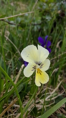 Viola altaica