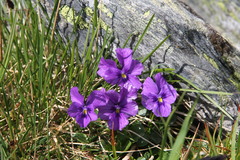Viola altaica