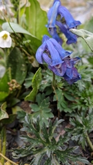 Corydalis pauciflora