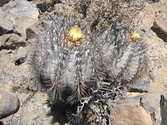 Copiapoa atacamensis