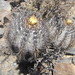 Copiapoa calderiana atacamensis - Photo (c) “Juan de los Zorros”, some rights reserved (CC BY-NC), uploaded by “Juan de los Zorros”