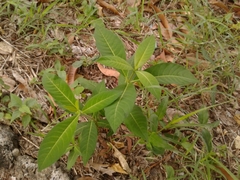 Rauvolfia
