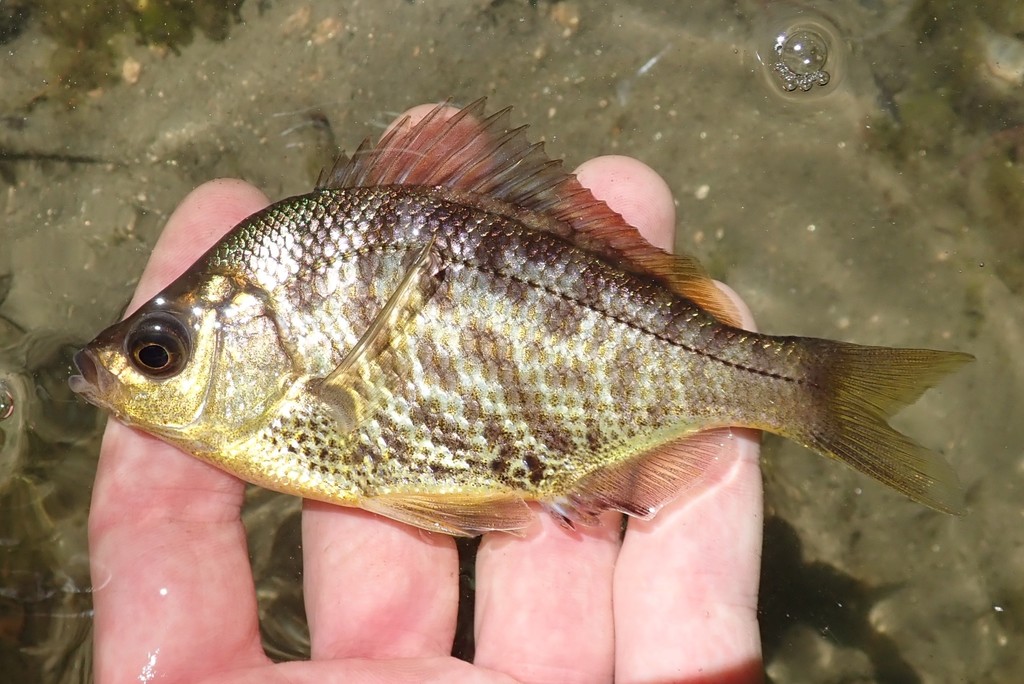 Tule Perch