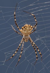 Argiope lobata