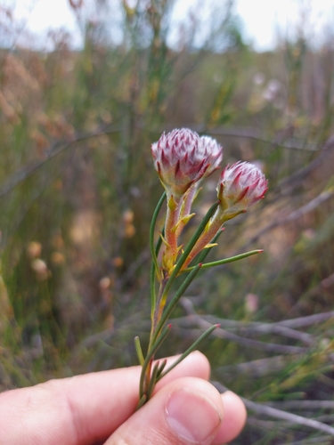 Image of Needleleaf Spiderhead (Serruria linearis) by (c) Jacques van der Merwe, some rights reserved (CC BY-SA)