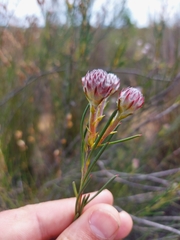 Serruria linearis