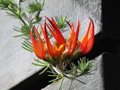 Lotus berthelotii