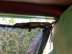 Ctenosaura macrolopha