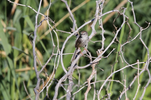 Namaqua Warbler (Phragmacia substriata), photo 2