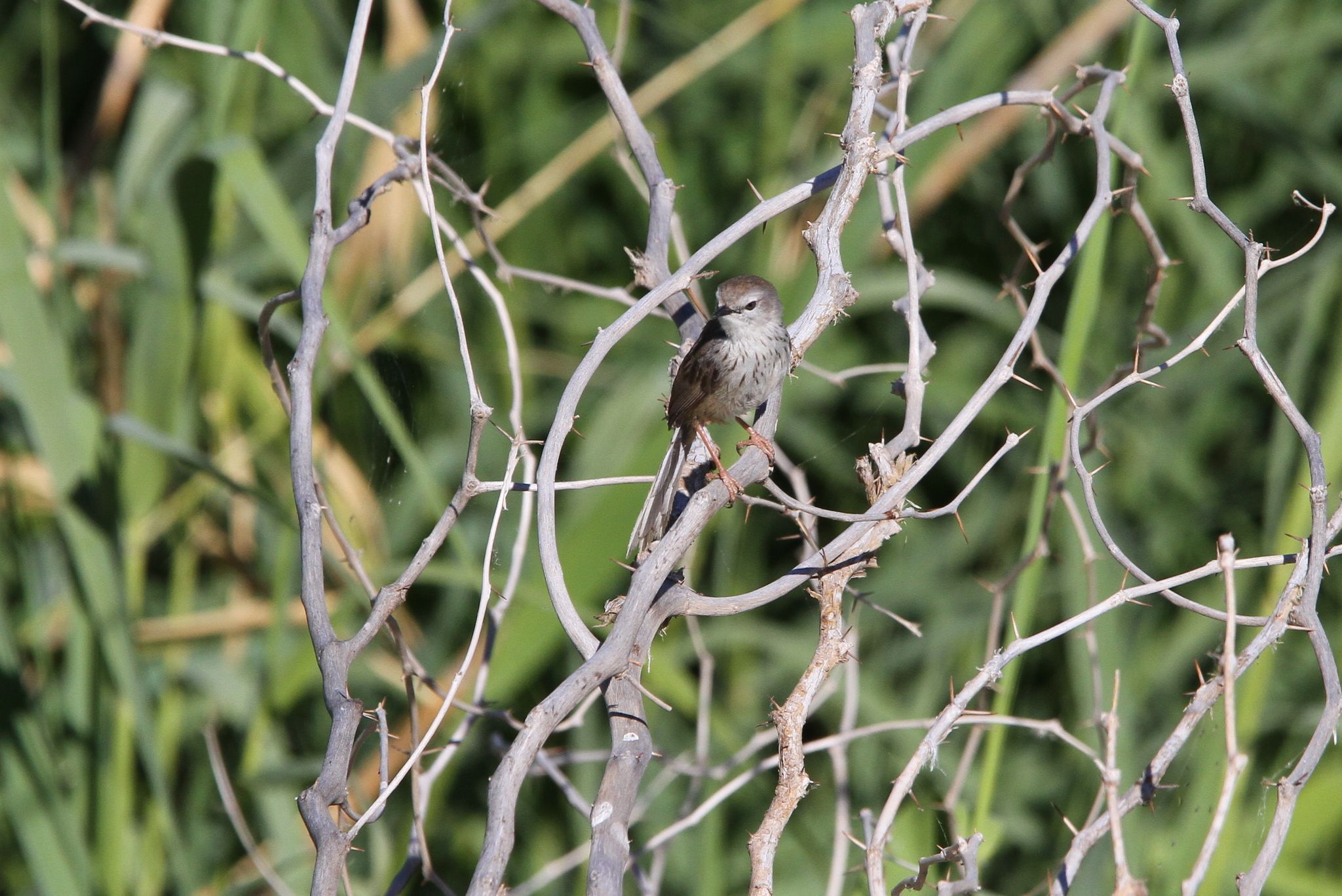 Namaqua Warbler illustration