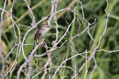 Phragmacia substriata