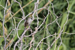 Phragmacia substriata