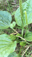 Plantago major