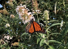 Danaus plexippus