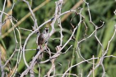 Phragmacia substriata