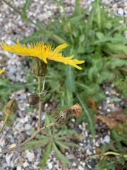 Sonchus palustris