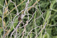 Phragmacia substriata