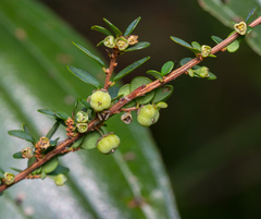 Phyllanthus cochinchinensis