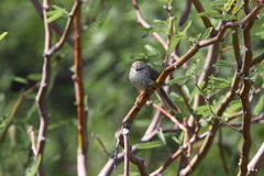 Phragmacia substriata