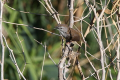 Phragmacia substriata