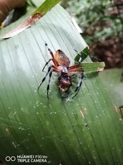 Eriophora nephiloides