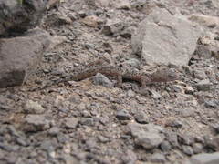 Phyllodactylus gerrhopygus