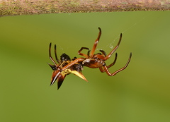 Micrathena ucayali