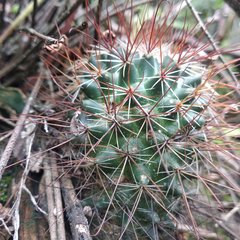 Mammillaria hamata