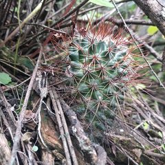 Mammillaria hamata