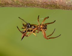Micrathena ucayali