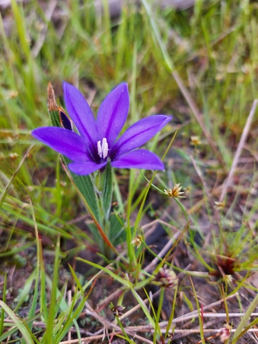Image of Babiana leipoldtii by (c) Jacques van der Merwe, some rights reserved (CC BY-SA)