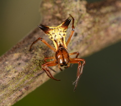 Micrathena ucayali