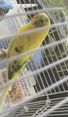 Melopsittacus
